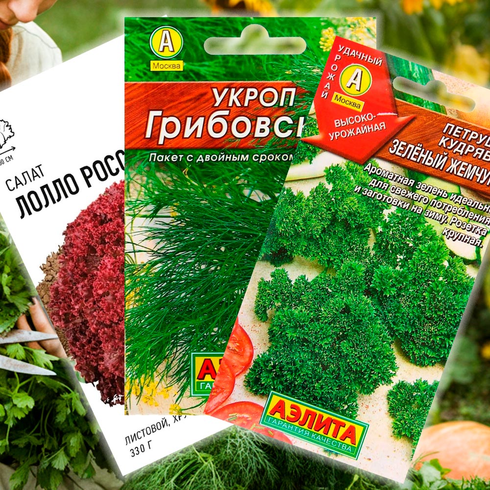 Какую зелень сажать осенью